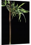 Semiarundinaria yashadake f. kimmei (Kimmei bamboo) by Anonymous