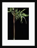 Semiarundinaria yashadake f. kimmei (Kimmei bamboo) by Anonymous