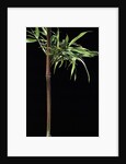Semiarundinaria yashadake f. kimmei (Kimmei bamboo) by Anonymous