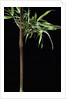 Semiarundinaria yashadake f. kimmei (Kimmei bamboo) by Anonymous