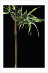 Semiarundinaria yashadake f. kimmei (Kimmei bamboo) by Anonymous