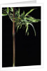 Semiarundinaria yashadake f. kimmei (Kimmei bamboo) by Anonymous