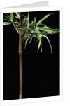 Semiarundinaria yashadake f. kimmei (Kimmei bamboo) by Anonymous
