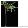 Semiarundinaria yashadake f. kimmei (Kimmei bamboo) by Anonymous