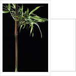 Semiarundinaria yashadake f. kimmei (Kimmei bamboo) by Anonymous