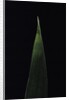 Shibataea kumasaca (ruscus-leaved bamboo) - leaf by Anonymous