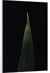 Shibataea kumasaca (ruscus-leaved bamboo) - leaf by Anonymous