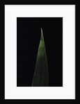Shibataea kumasaca (ruscus-leaved bamboo) - leaf by Anonymous