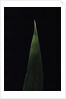 Shibataea kumasaca (ruscus-leaved bamboo) - leaf by Anonymous