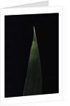 Shibataea kumasaca (ruscus-leaved bamboo) - leaf by Anonymous