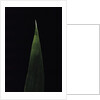 Shibataea kumasaca (ruscus-leaved bamboo) - leaf by Anonymous