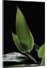 Shibataea kumasaca (ruscus-leaved bamboo) - leaf by Anonymous