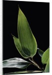 Shibataea kumasaca (ruscus-leaved bamboo) - leaf by Anonymous