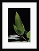 Shibataea kumasaca (ruscus-leaved bamboo) - leaf by Anonymous