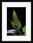Shibataea kumasaca (ruscus-leaved bamboo) - leaf by Anonymous