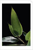 Shibataea kumasaca (ruscus-leaved bamboo) - leaf by Anonymous