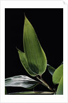 Shibataea kumasaca (ruscus-leaved bamboo) - leaf by Anonymous