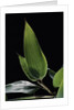 Shibataea kumasaca (ruscus-leaved bamboo) - leaf by Anonymous