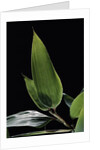 Shibataea kumasaca (ruscus-leaved bamboo) - leaf by Anonymous