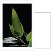 Shibataea kumasaca (ruscus-leaved bamboo) - leaf by Anonymous