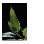Shibataea kumasaca (ruscus-leaved bamboo) - leaf by Anonymous