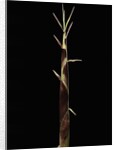 Shibataea kumasaca (ruscus-leaved bamboo) - shoot by Anonymous