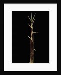 Shibataea kumasaca (ruscus-leaved bamboo) - shoot by Anonymous