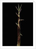 Shibataea kumasaca (ruscus-leaved bamboo) - shoot by Anonymous