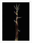 Shibataea kumasaca (ruscus-leaved bamboo) - shoot by Anonymous