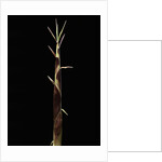 Shibataea kumasaca (ruscus-leaved bamboo) - shoot by Anonymous