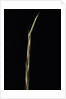 Shibataea kumasaca (ruscus-leaved bamboo) - shoot by Anonymous