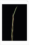 Shibataea kumasaca (ruscus-leaved bamboo) - shoot by Anonymous