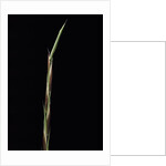 Shibataea kumasaca (ruscus-leaved bamboo) - shoot by Anonymous