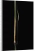 Sinobambusa tootsik (Chinese temple bamboo) - young culm by Anonymous