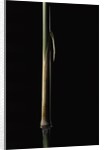 Sinobambusa tootsik (Chinese temple bamboo) - young culm by Anonymous