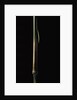 Sinobambusa tootsik (Chinese temple bamboo) - young culm by Anonymous