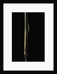 Sinobambusa tootsik (Chinese temple bamboo) - young culm by Anonymous