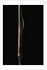 Sinobambusa tootsik (Chinese temple bamboo) - young culm by Anonymous