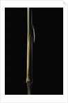 Sinobambusa tootsik (Chinese temple bamboo) - young culm by Anonymous