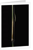 Sinobambusa tootsik (Chinese temple bamboo) - young culm by Anonymous