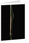 Sinobambusa tootsik (Chinese temple bamboo) - young culm by Anonymous