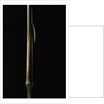 Sinobambusa tootsik (Chinese temple bamboo) - young culm by Anonymous