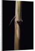 Sinobambusa tootsik (Chinese temple bamboo) - young culm by Anonymous
