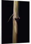 Sinobambusa tootsik (Chinese temple bamboo) - young culm by Anonymous