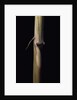 Sinobambusa tootsik (Chinese temple bamboo) - young culm by Anonymous