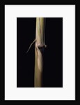 Sinobambusa tootsik (Chinese temple bamboo) - young culm by Anonymous