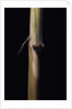 Sinobambusa tootsik (Chinese temple bamboo) - young culm by Anonymous