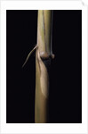 Sinobambusa tootsik (Chinese temple bamboo) - young culm by Anonymous