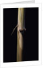 Sinobambusa tootsik (Chinese temple bamboo) - young culm by Anonymous