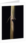 Sinobambusa tootsik (Chinese temple bamboo) - young culm by Anonymous